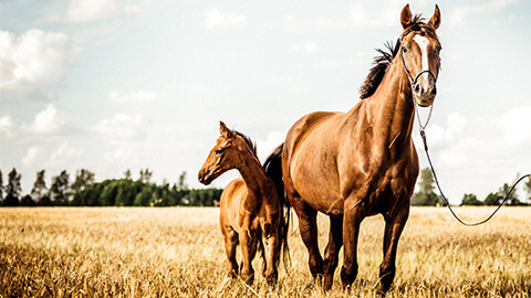 A horse and a foal standind in a large, dry paddock