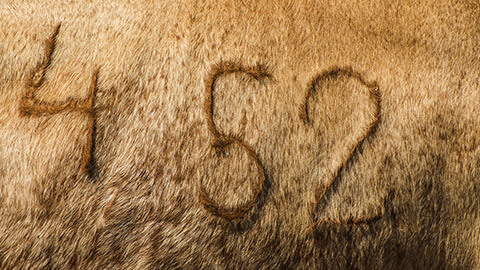 A close up of a brand on cattle