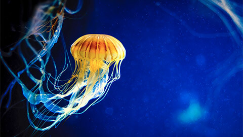 A jellyfish dancing in the depths of the ocean