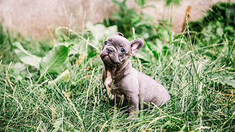 A grey French Bulldog puppy on the lawn