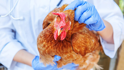 A veterinarian nurse holding a young hen, while wearing blue rubber gloves