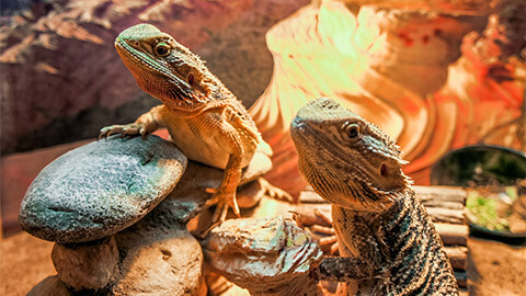 Two bearded dragons