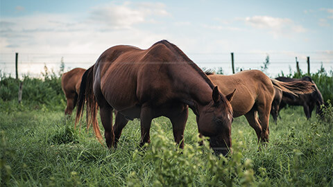 Horses grazing in the pasture