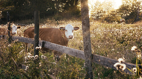 Cows out in the paddock