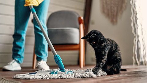 A person mopping the floor, cleaning up after their cat