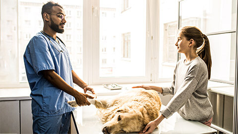 A veterinarian speaking with a dog owner about treating the dog's injury