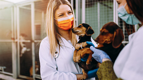 Two vet veterinarians working together and communicating