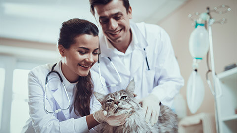 Two vet veterinarians working together and communicating while helping a cat at the clinic