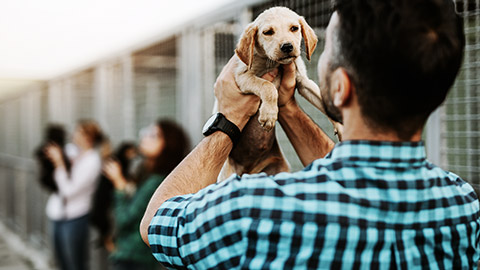 A dog is being adopted from a shelter