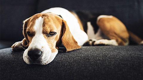 A lethargic beagle leaning its head on the sofa