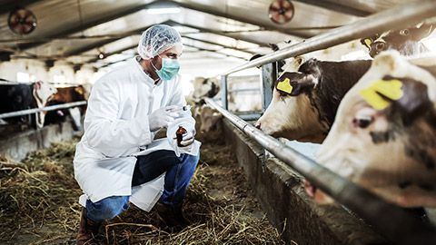 An animal worker wearing a PPE while checking on caged cows