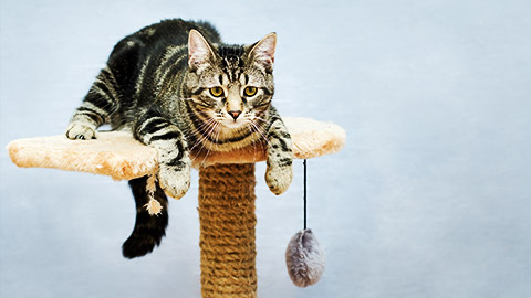 A cat on a new climbing toy