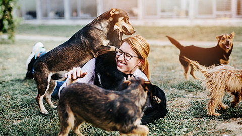 A shelter employee being welcomed playfully by dogs