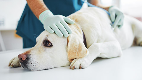 A dog being checked upon physiologically