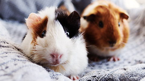 A pair of guinea pigs side by side