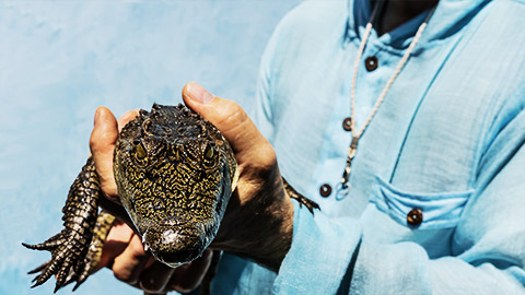 A person holding a crocodile