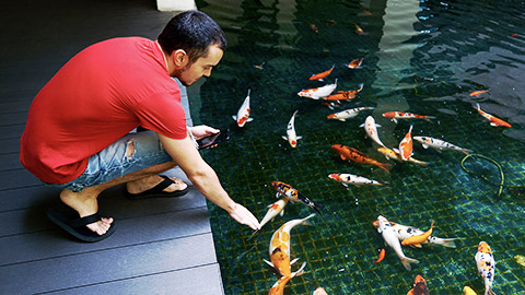 A person taking care of koi