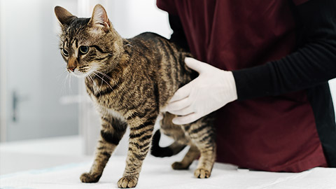 A cat being handled well by a veterinarian