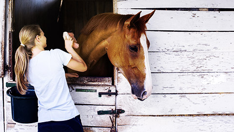 A person grooming a horse