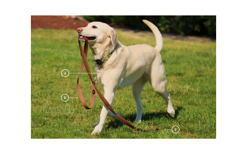 A diagram depicting the parts of a dog leash