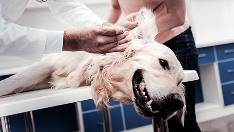 A dog's ears being cleaned