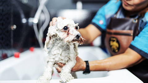 A puppy being bathe by a groomer