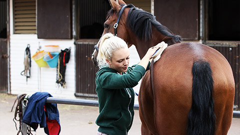 A horse being brushed in a daily routine
