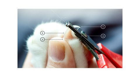 An image showing the parts and cutlines for trimming cat's claws