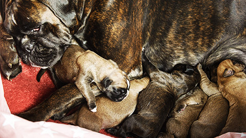 A nursing dog nursing her puppies