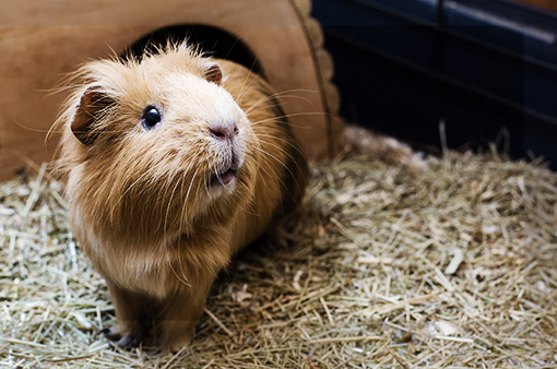 A golden colored guinea pig