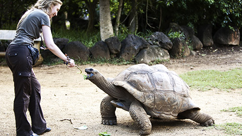 A person feeding a tortoise