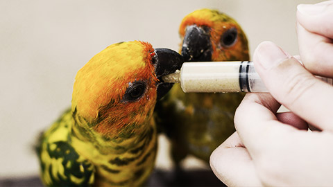 Two parrots being fed with a syringe