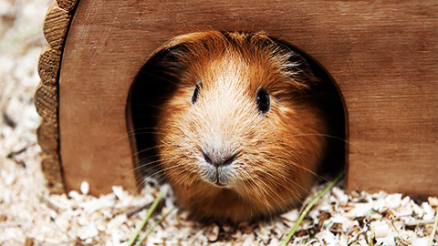 A satin golden coloured guinea pig