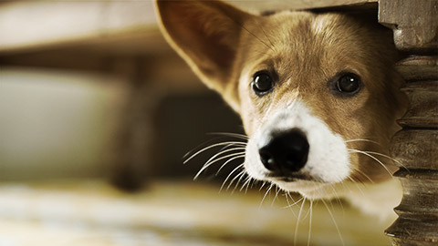 A corgi too scared and went under a sofa