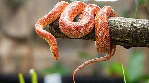 A corn snake perched on a branch in its enclosure