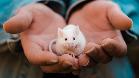 A person holding a small, white mouse with both hands