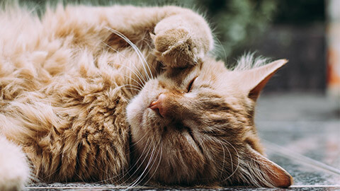 A cat sleeping on its back