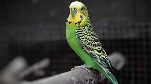 A green and yellow budgerigar perched on a branch in an aviary