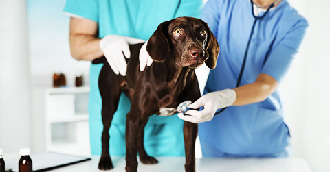 An animal being gently restraint for diagnosis