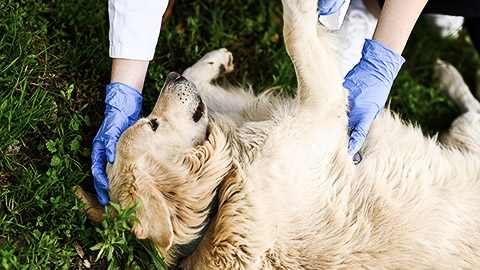 A veterinarian attending to an animal on the field for first aide