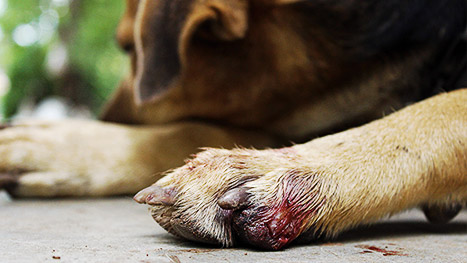 A dog cut in one paw