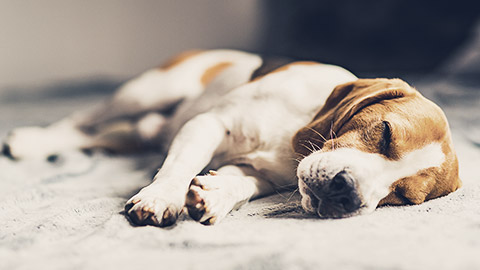 A lethargic beagle puppy