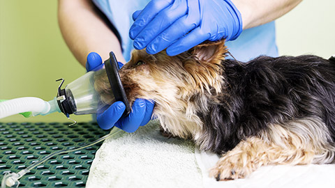 A dog breathing through an oxygen mask