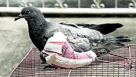 A bandaged pigeon