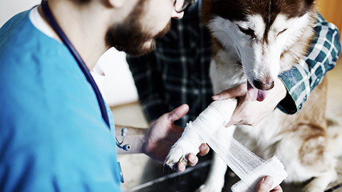 A veterinarian applying first aid care to a dog