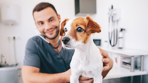 A young vetinary assistant examining a dog