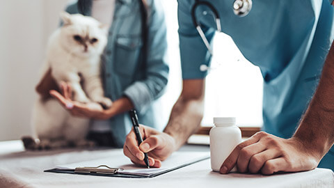 A vet writing a prescription for a cat while it's owner watches on