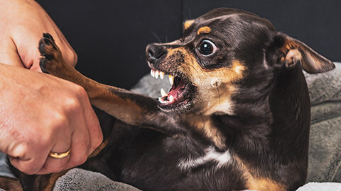 An aggressive dog flaring it's teeth at the person trying to handle it