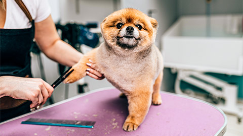 A Shiba Inu puppy being groomed by an animal care worker