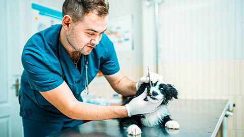 A student undertaking structued workplace learning in a small veterinarian practise